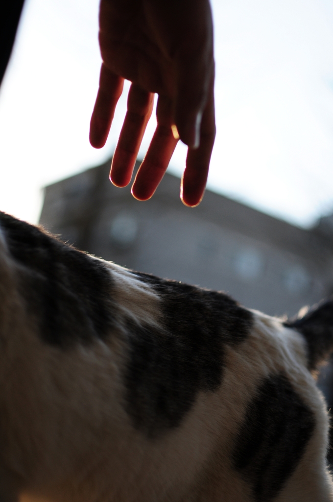 Hand to Cat