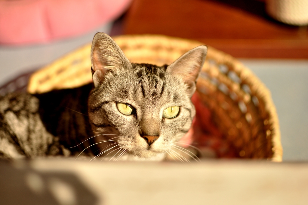 Moggy