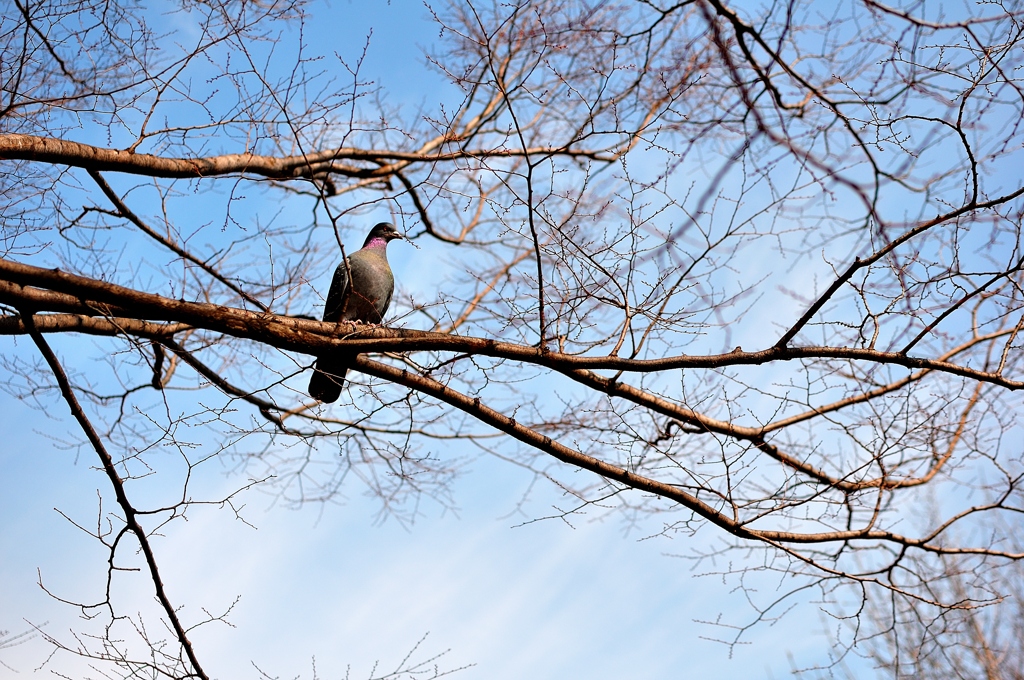 枝の上の鳩