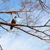 枝の上の鳩