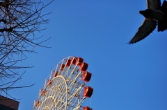 Ferris Wheel and Pigeon