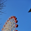 Ferris Wheel and Pigeon