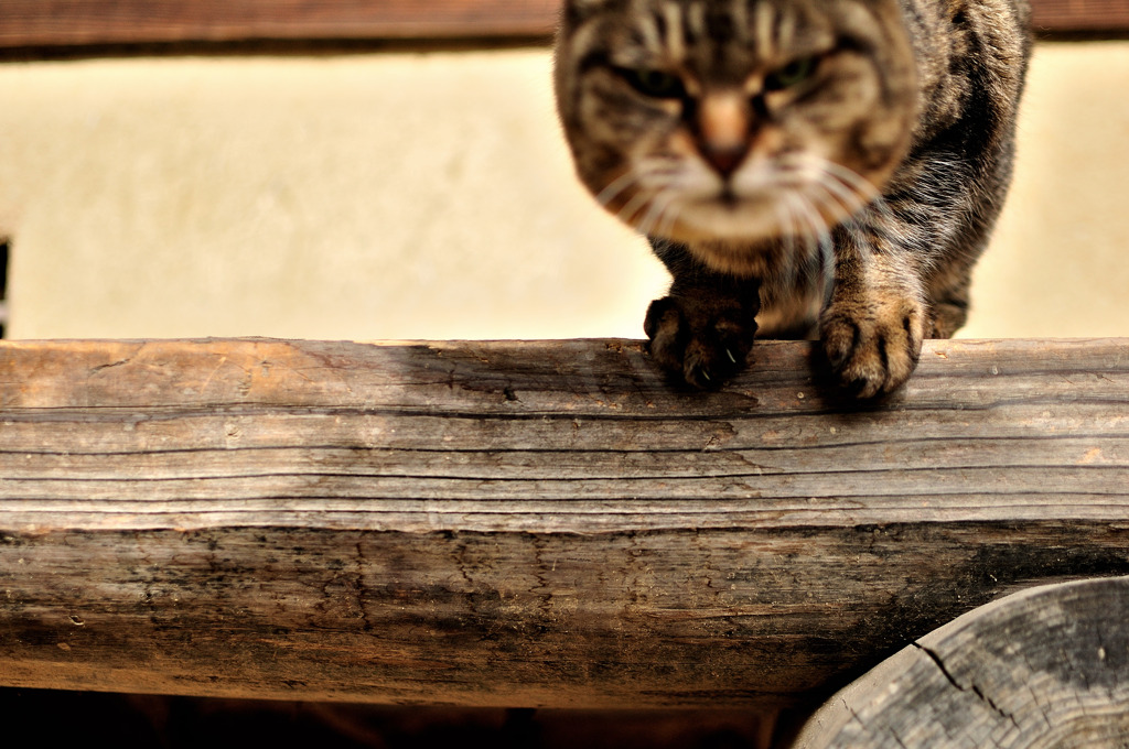 Cat on the Wood