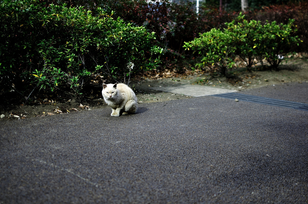 Cat on the Road