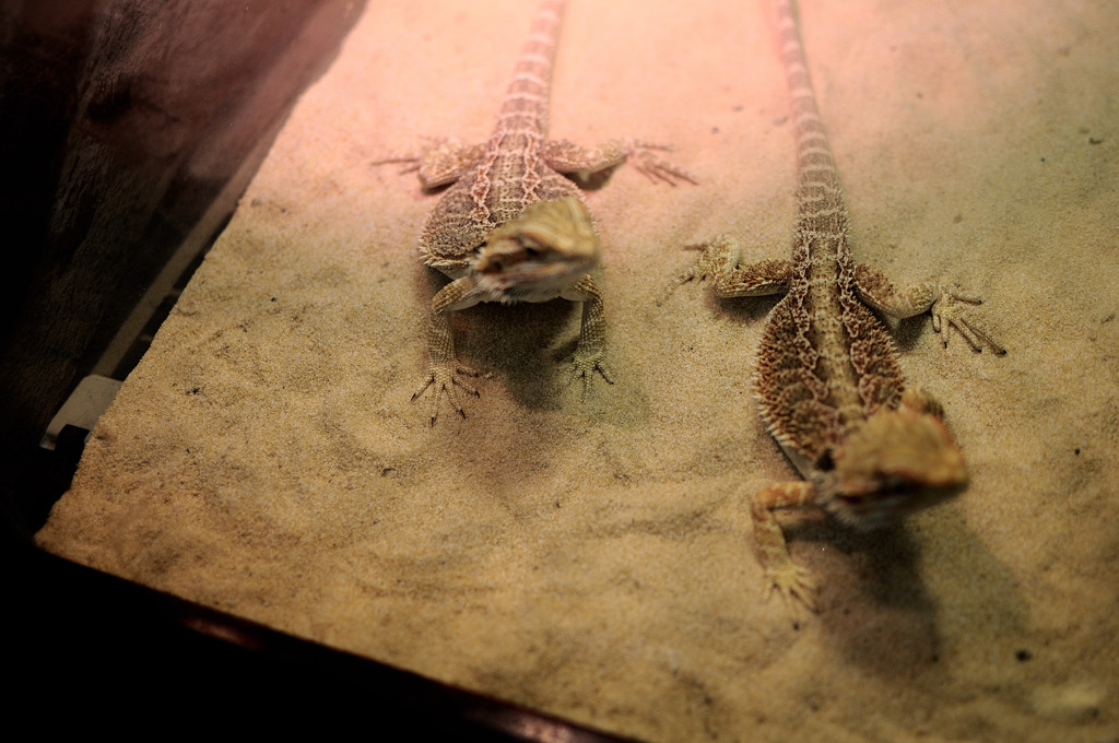 Lizards