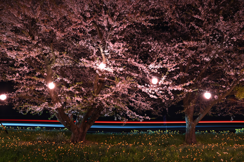 土手の桜