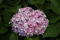 紫陽花