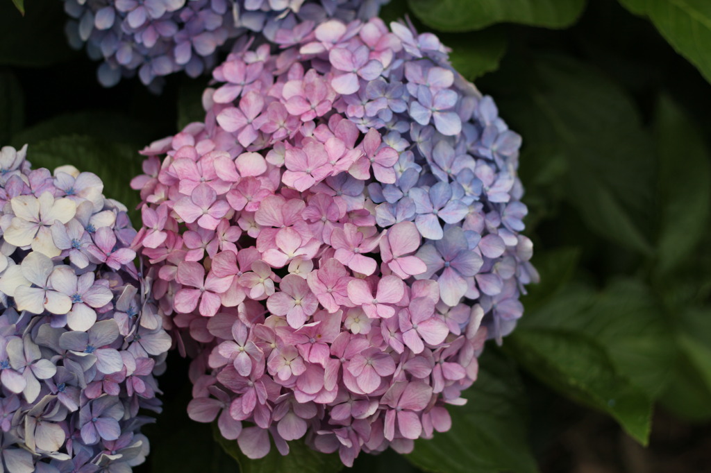 紫陽花