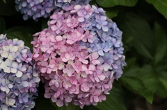 紫陽花