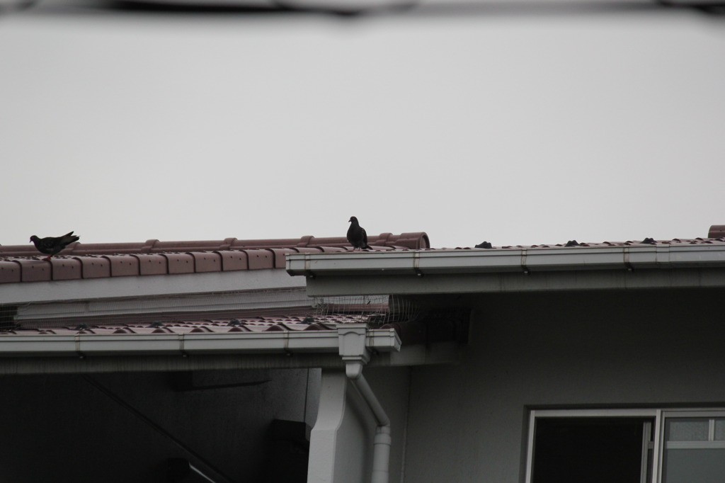 ベランダから見える鳥