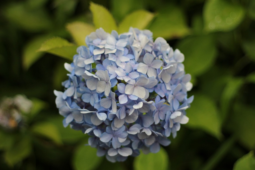 紫陽花