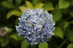 紫陽花