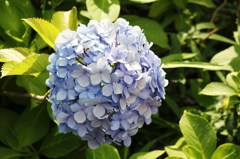 紫陽花ももう終り