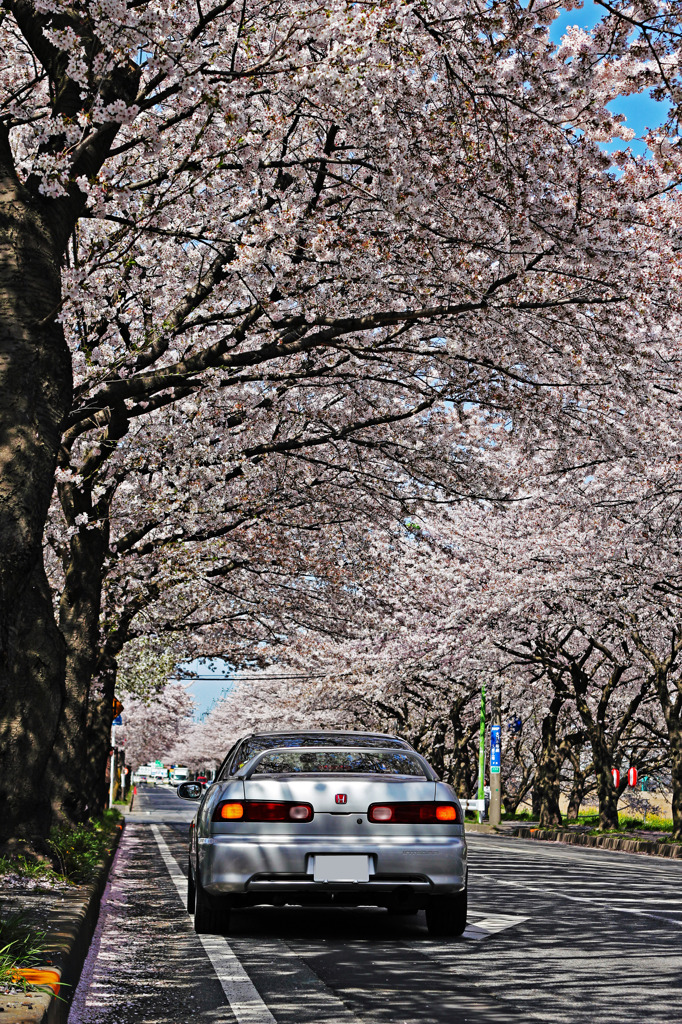 桜と愛車