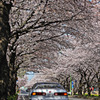 桜と愛車