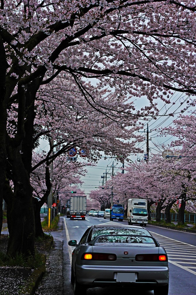 インテグラ&さくら 雨