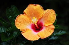 花１
