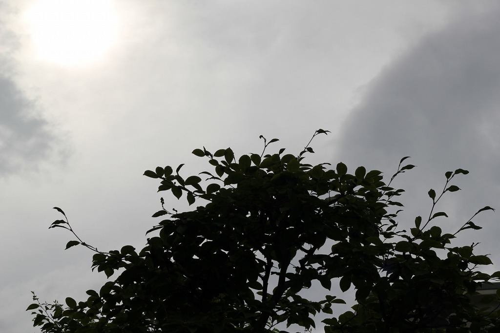 太陽