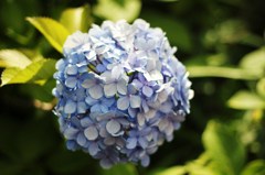 紫陽花3 