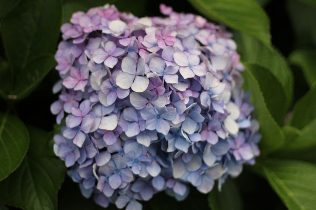 紫陽花