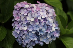 紫陽花