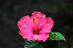花2
