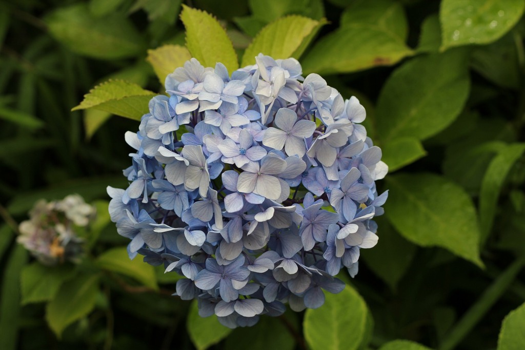 紫陽花