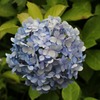 紫陽花