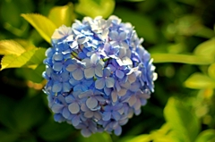 紫陽花4