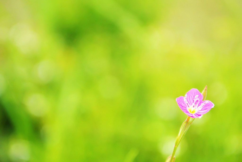 小さな花