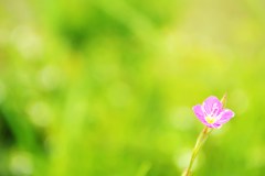 小さな花