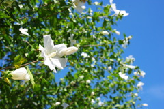 輝白の花