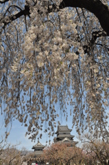 しだれ桜と松本城