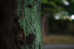 moss