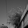 共生