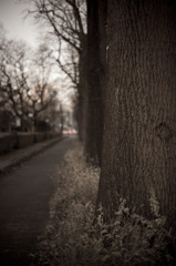 冬の散歩道