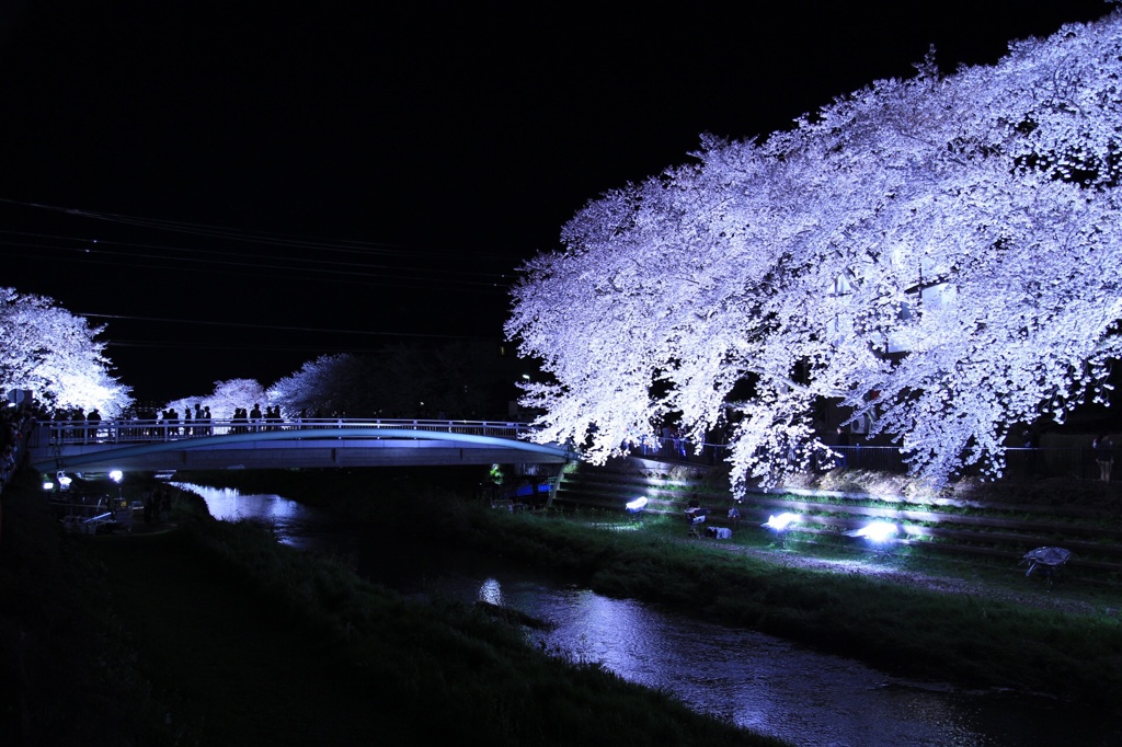 宵桜