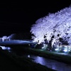 宵桜