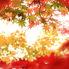 めくるめく紅
