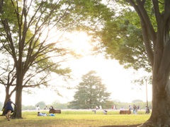 ある休日の風景  − コスモスのある風景 −