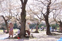 さくら