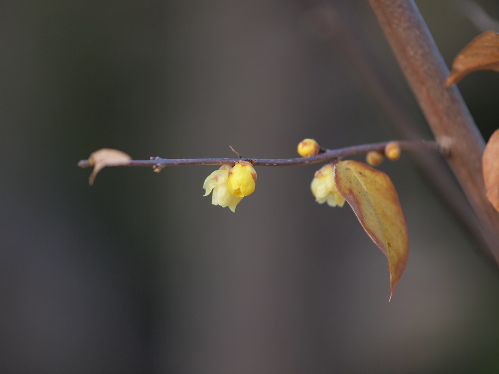 １２月１２日昭和記念公園