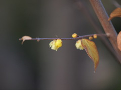 １２月１２日昭和記念公園