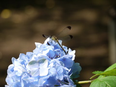 P1000247