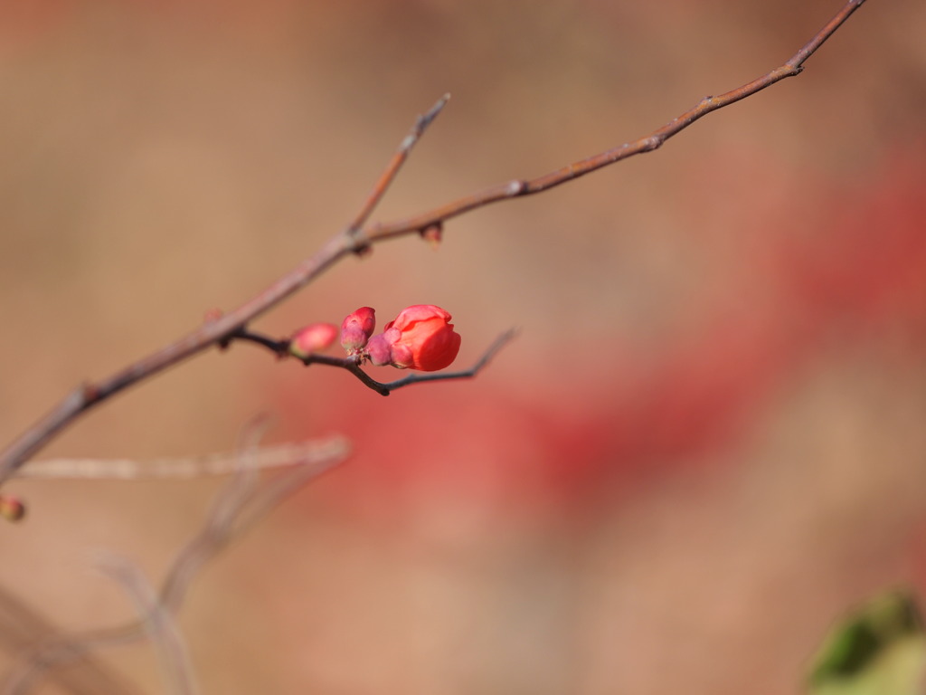 １２月１２日昭和記念公園