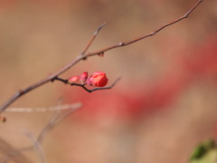 １２月１２日昭和記念公園