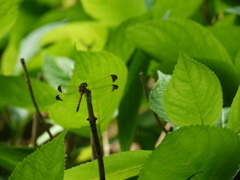 P1000267