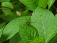 P1000264