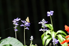 P1000384