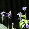 P1000384